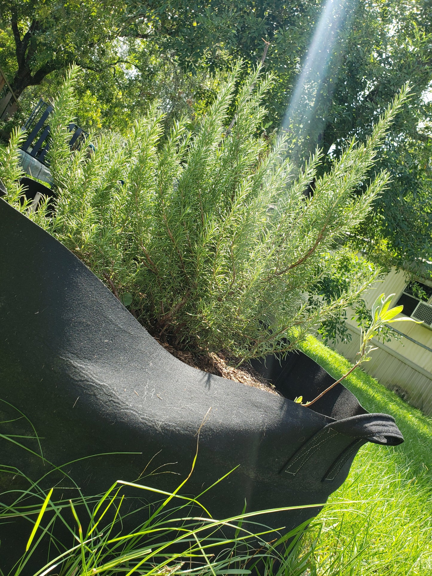 Rosemary Sunshine Herb Bundle